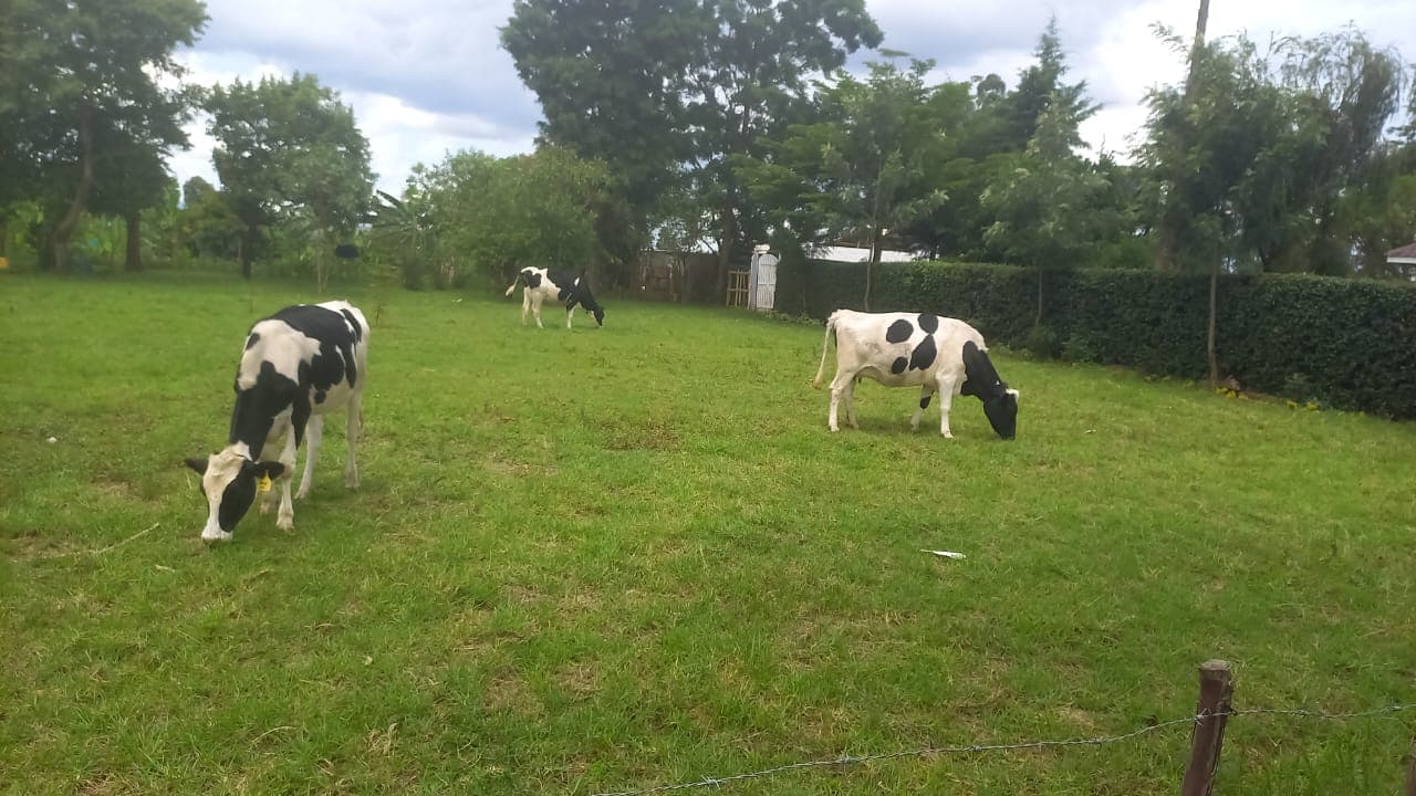 Dairy Farming