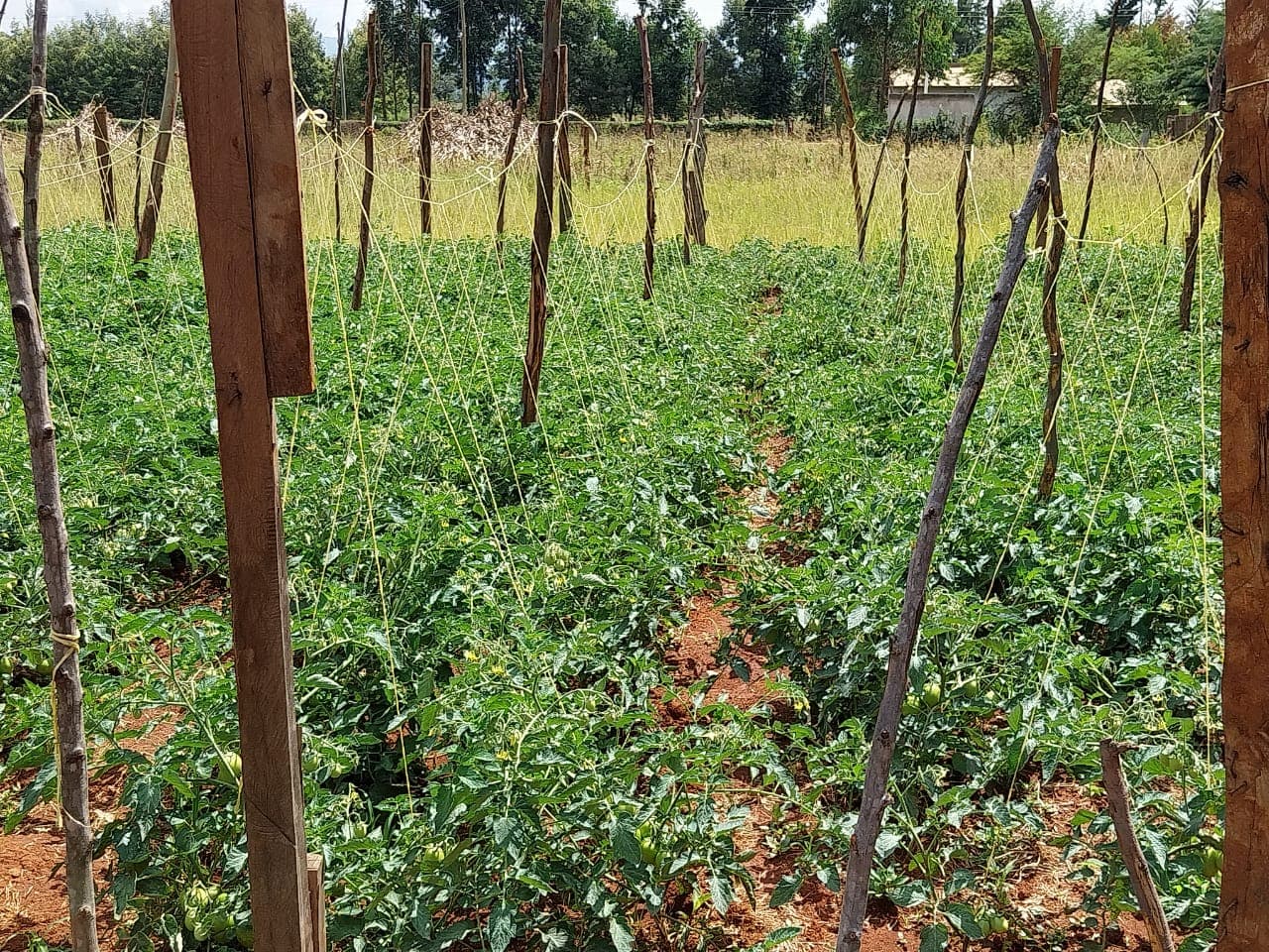 Poultry Production