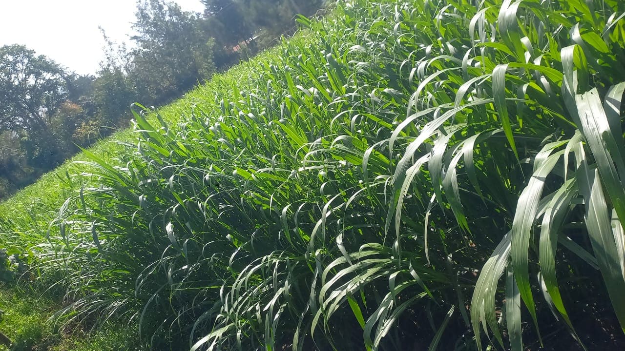 Organic Horticulture