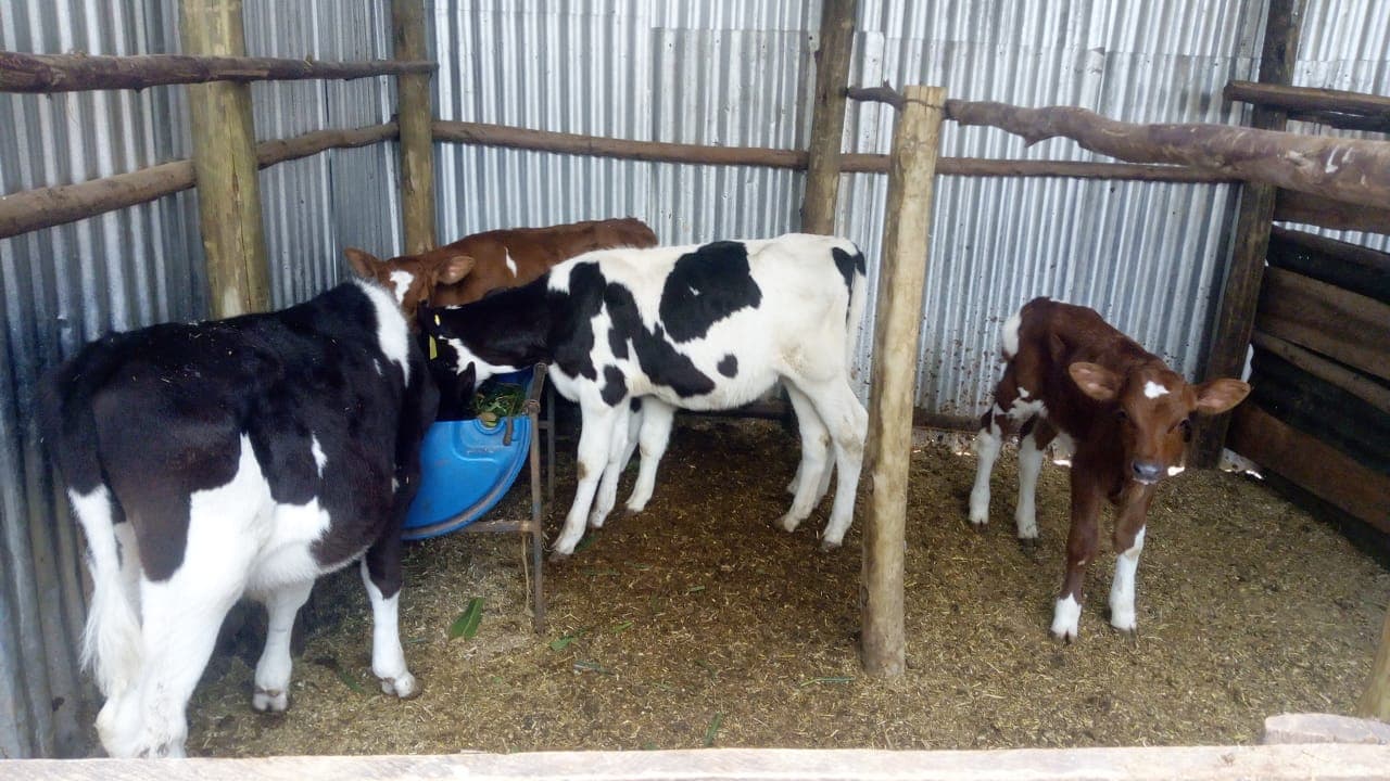 Dairy Farming Excellence