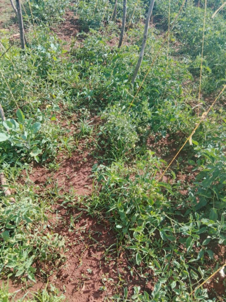 Farm Community